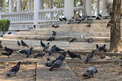 Pigeons perching on street in city