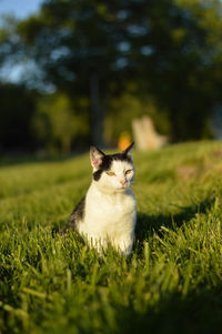 Cat sitting on grassy field during sunny day