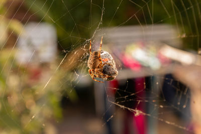 Close-up of spider on web