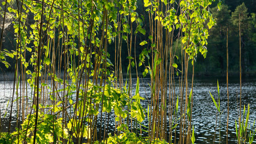 Scenic view of lake by trees in forest