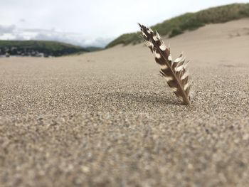 Close-up of lizard on sand