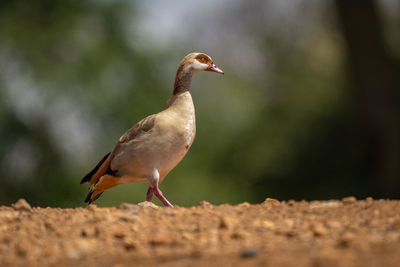 Egyptian goose crosses stony ground in sunshine