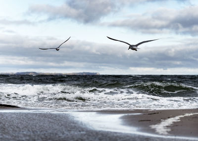 Flat beach with puddles of water, high contrasted sky, in the foreground 2 flying birds