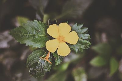 Close-up of yellow flower blooming outdoors