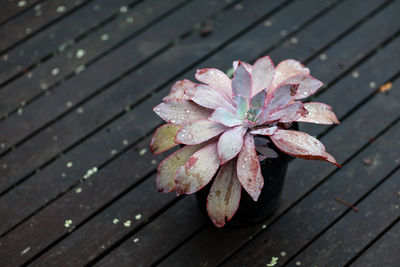 High angle view of wet pink flower on wood