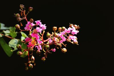 Close-up of purple flower