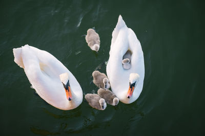 High angle view of swans swimming in lake