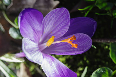 Close-up of purple crocus flower