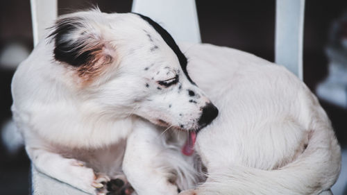 Close-up of dog sleeping