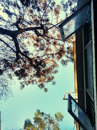 Low angle view of trees