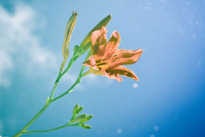 Low angle view of flower plant against blue sky