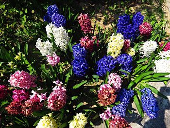 Close-up of purple flowers