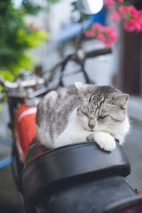 Pictures of relaxed stray cats living on the remote island of miyakojima, okinawa, japan.