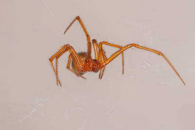 Close-up of insect on wall