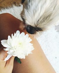 Close-up of hand holding white flower