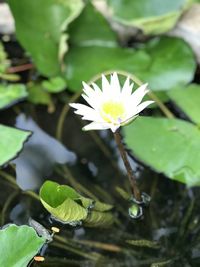 Close-up of lotus water lily in pond