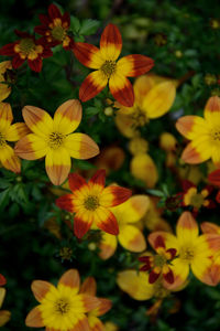 Close-up of yellow flowering plants