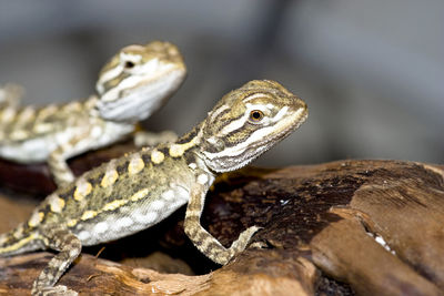 Close-up of lizard on wood