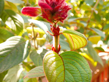 Close-up of red flowering plant
