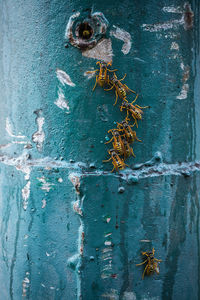 Insects on weathered wall