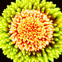 Close-up of orange flowering plant