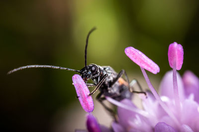 Close-up of insect on purple flower