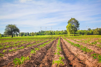 Scenic view of field against sky