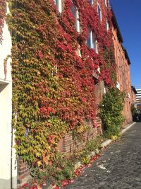 Plants growing on a house