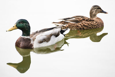 Close-up of mallard duck swimming on lake