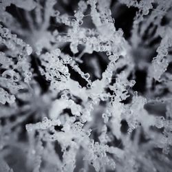 Full frame shot of snow covered plants