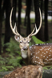 Portrait of deer