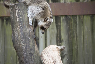 Raccoon, washing bear procyon lotor, climbing down a tree