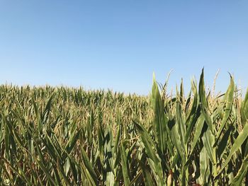 Close-up of corn field against clear blue sky
