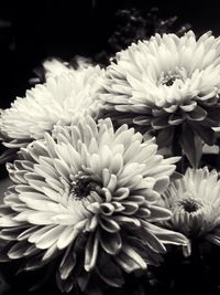 Close-up of daisy flowers