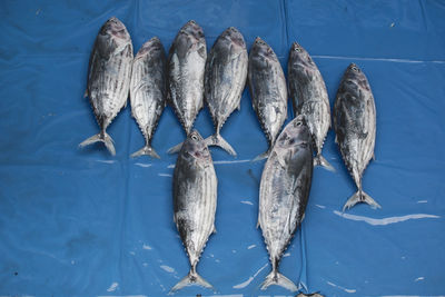 High angle view of fish swimming in water