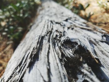 Close-up of tree stump