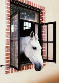 Horse in stable