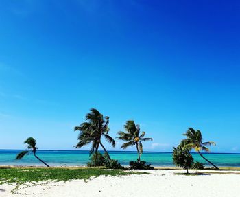 Palm trees on beach against clear blue sky