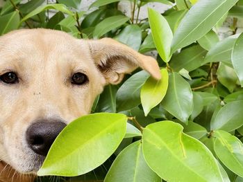 Close-up portrait of a dog