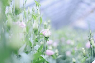 Close-up of purple flowering plant on field