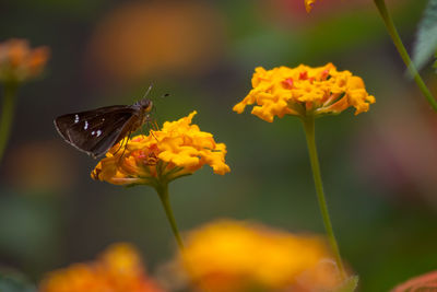 A clouded skipper and wildflowers