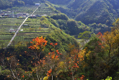 High angle view of trees on field during autumn