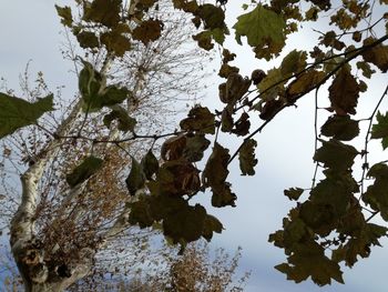 Branches of tree during winter