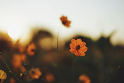 Close-up of flowering plant on field against sky