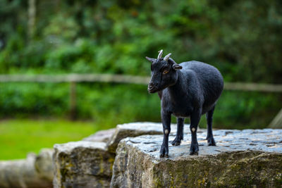 Goat standing on wood