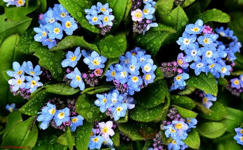 Close-up of purple flowers blooming outdoors