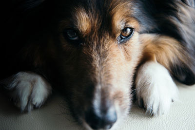 Close-up portrait of shetland sheepdog relaxing on sofa