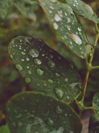 Close-up of raindrops on leaves