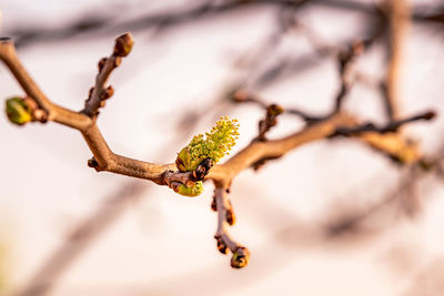 Close-up of dried plant on branch