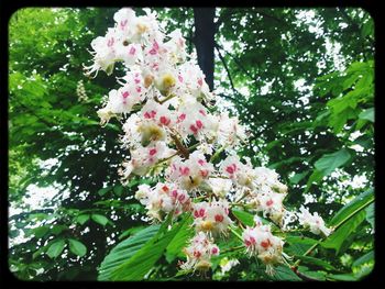 Low angle view of flowers blooming on tree